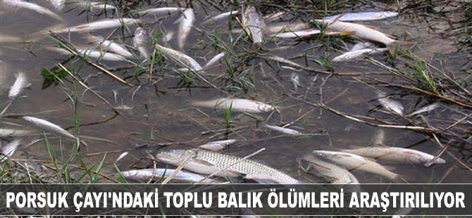 Porsuk Çayı’ndaki toplu balık ölümleri araştırılıyor
