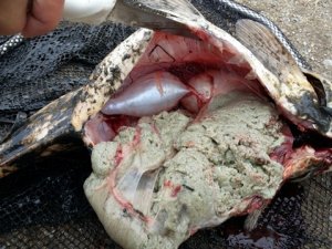 Porsuk Çayı’ndaki toplu balık ölümleri araştırılıyor