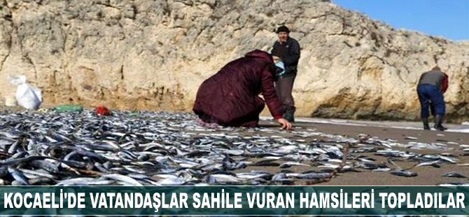 Kocaeli'de vatandaşlar sahile vuran hamsileri topladılar