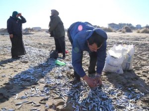 Kocaeli'de vatandaşlar sahile vuran hamsileri topladılar