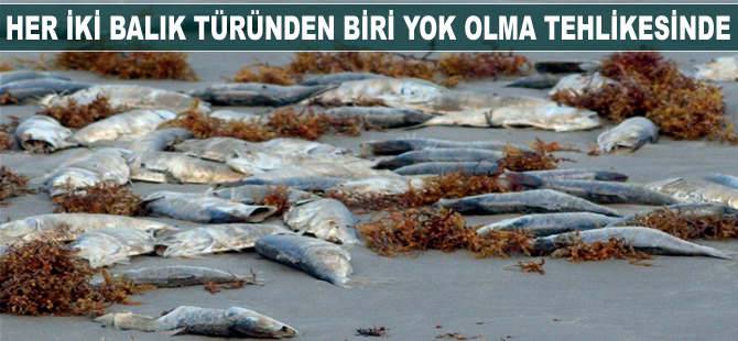 Her iki balık türünden biri yok olma tehlikesinde