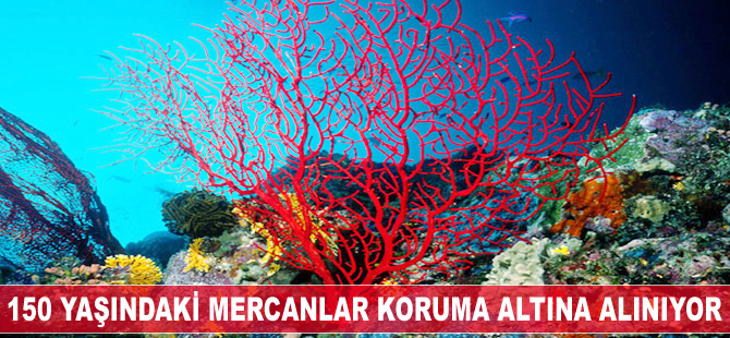 Ayvalık'taki 150 yıllık mercanlar koruma altına alınıyor