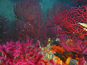 Ayvalık'taki 150 yıllık mercanlar koruma altına alınıyor