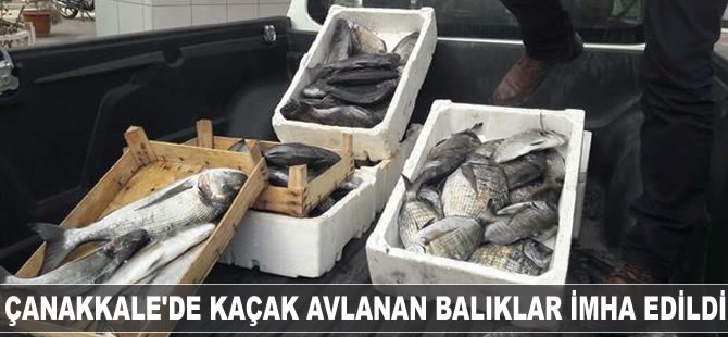 Çanakkale'de kaçak avlanan balıklar imha edildi