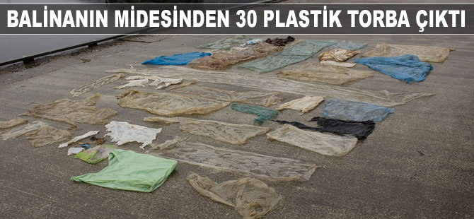 Balinanın midesinden 30 plastik torba çıktı