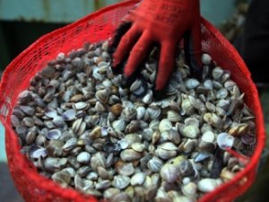 3 yılda 90 ton kaçak midye yakalandı