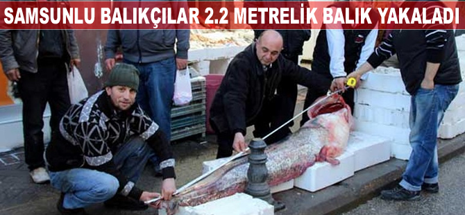Samsunlu balıkçılar, baraj gölünde 2,2 metrelik yayın balığı yakaladı