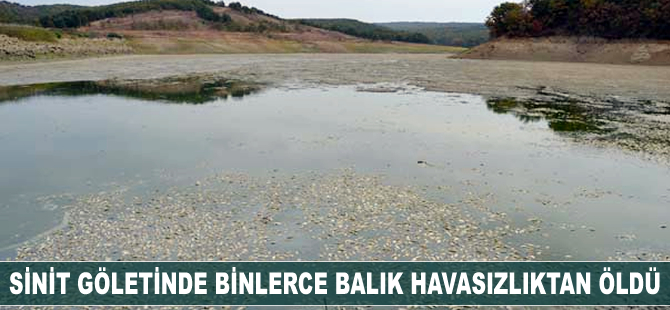 Sinit Göletinde binlerce balık havasızlıktan öldü