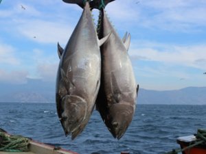 'Türkiye'nin orkinos kotası artırılmalı'