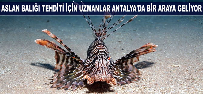 Aslan Balığı tehditi için uzmanlar Antalya'da bir araya geliyor