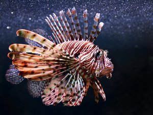 Aslan Balığı tehditi için uzmanlar Antalya'da bir araya geliyor