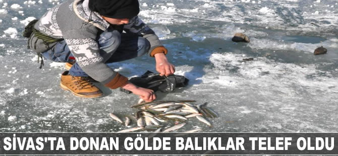 Sivas'ta donan gölde, balıklar telef oldu!
