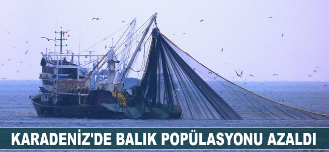 Karadeniz'de balık popülasyonu azaldı