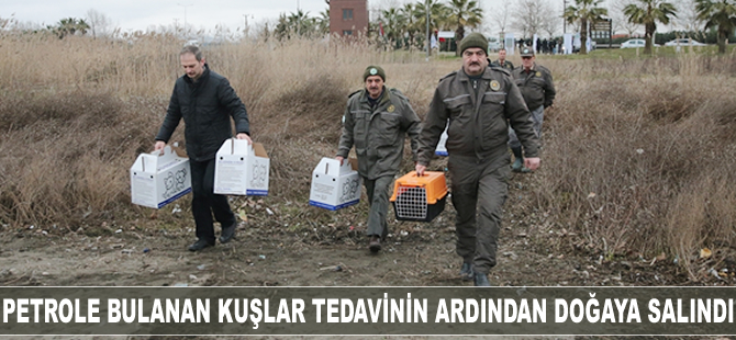 İzmit Körfezi'ndeki sızıntıda petrole bulanan kuşlar tedavi edilerek doğaya salındı