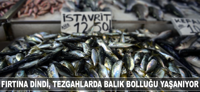 Balık tezgahlarındaki bolluk balıkçının yüzünü güldürdü