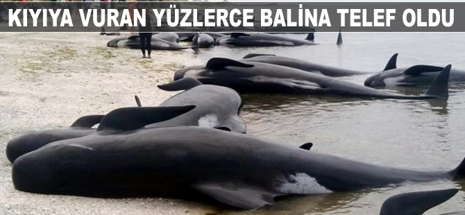 Yeni Zelanda'da kıyıya vuran yüzlerce balina telef oldu