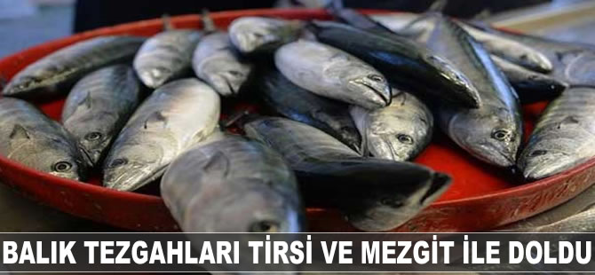 Balık tezgahları tirsi ve mezgit ile doldu