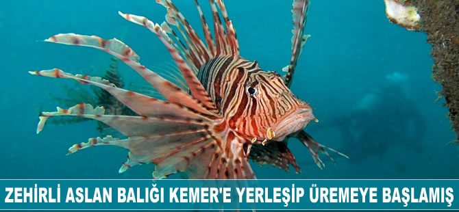 Zehirli aslan balığı Kemer'e yerleşip üremeye başlamış