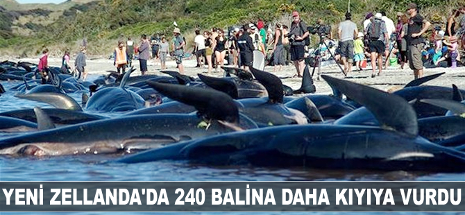 Yeni Zelanda'da 240 balina daha kıyıya vurdu