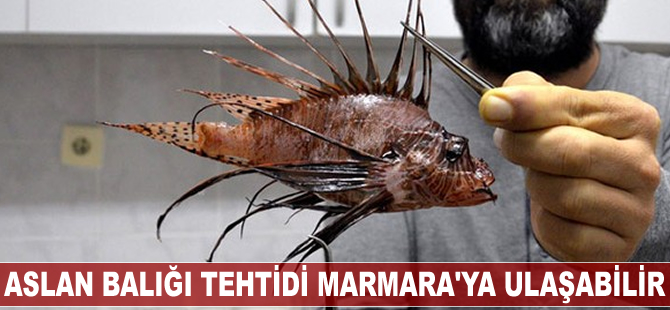 Aslan balığı tehdidi Marmara’ya ulaşabilir