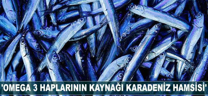 'Avrupa'da satılan omega 3 haplarının kaynağı Karadeniz hamsisi'