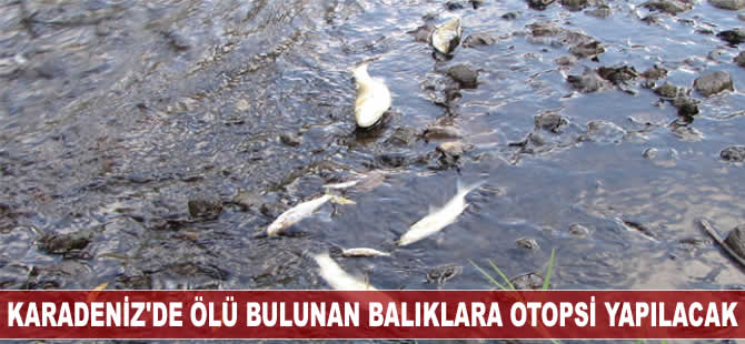 Karadeniz'de ölü bulunan balıklara otopsi yapılacak