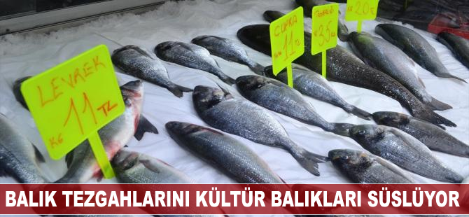 Balık tezgahlarını kültür balıkları süslüyor