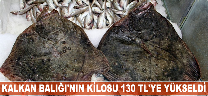 Kalkan balığının kilosu 130 TL'ye yükseldi