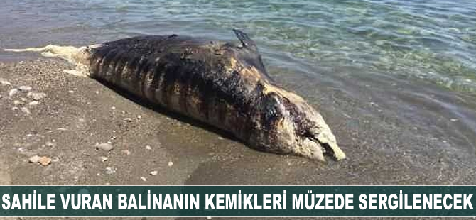 Sahile vuran balinanın kemikleri müzede sergilenecek