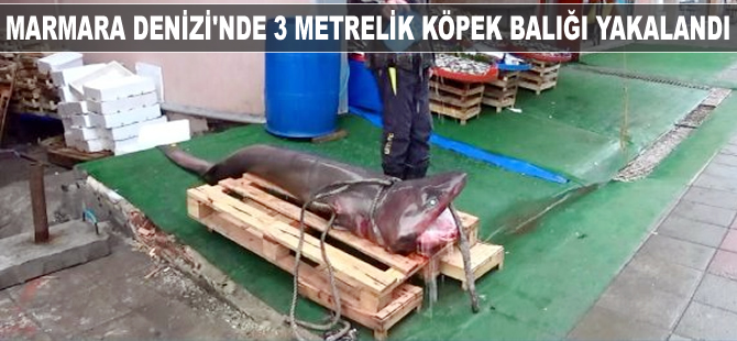 Marmara Denizi'nde 3 metrelik köpek balığı yakalandı