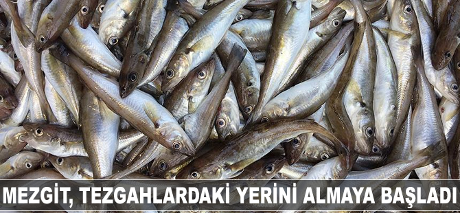 Mezgit, tezgahlardaki yerini almaya başladı