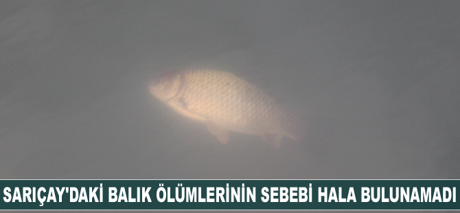 Sarıçay’daki balık ölümlerinin sebebi hala bulunamadı