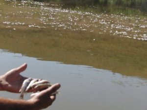 Sarıçay’daki balık ölümlerinin sebebi hala bulunamadı