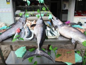 Balıkesir'de 3 kılıçbalığı aynı ağa takıldı