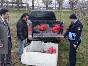 Kocaeli'de 3,5 ton midyeye el konuldu