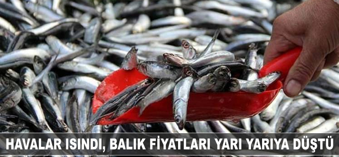 Havalar ısındı, balık fiyatları yarı yarıya düştü