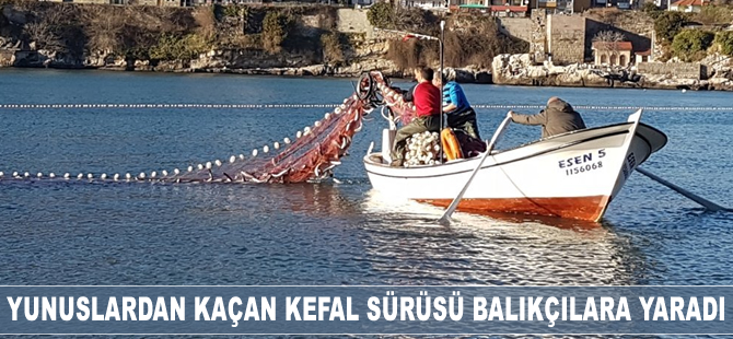 Yunuslardan kaçan kefal sürüsü balıkçılara yaradı