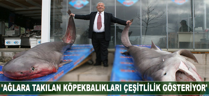 'Ağlara takılan köpekbalıkları çeşitliği gösteriyor'