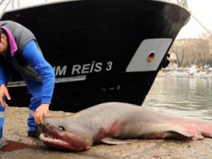 köpekbalığı yüzgeci ticareti pdf ücretsiz indir