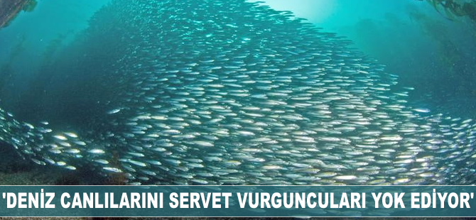 'Deniz canlılarını servet vurguncuları yok ediyor'