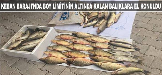 Keban Barajı'nda boy limitinin altında olan balıklara el konuldu