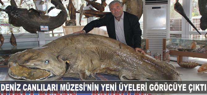 Deniz Canlıları Müzesi’nin yeni üyeleri görücüye çıktı