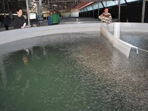 Derme'de 17 milyon yavru balık üretilecek