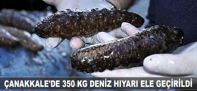 Çanakkale'de 350 kilogram deniz hıyarı ele geçirildi