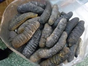 Çanakkale'de 350 kilogram deniz hıyarı ele geçirildi