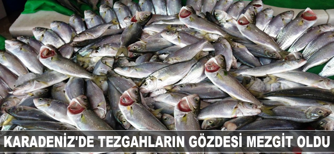 Karadeniz'de tezgahların gözdesi mezgit oldu