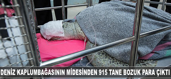 Deniz kaplumbağasının midesinden 915 tane bozuk para çıktı