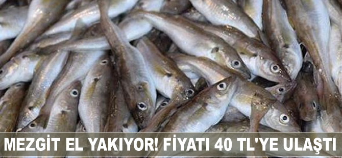 Mezgit el yakıyor! Fiyatı 40 TL'ye ulaştı