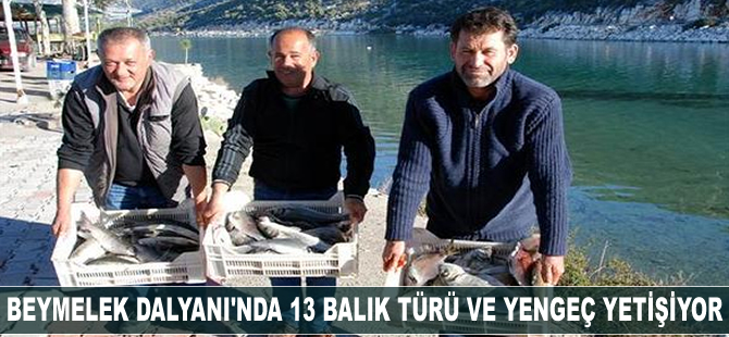 Beymelek Dalyanı'nda 13 balık türü ve yengeç yetişiyor
