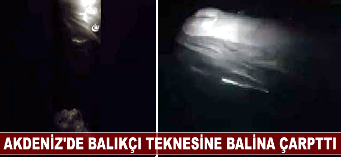 Akdeniz kıyılarında dev balina balıkçı teknesine çarptı
